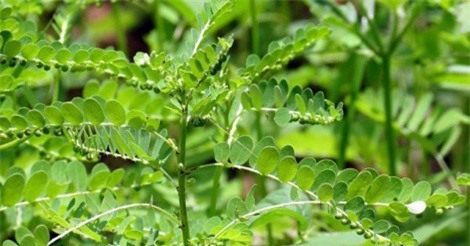 Trị nấm da đầu bằng cây chó đẻ vô cùng hiệu quả