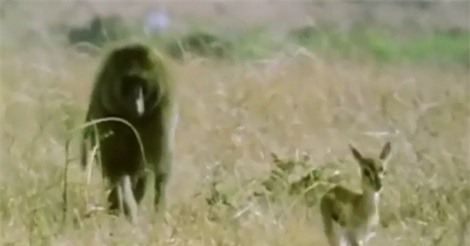 Clip: Khỉ đầu chó liều mình với báo săn cứu sống linh dương Gazelle