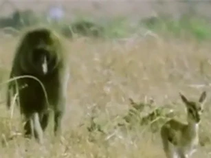 Clip: Khỉ đầu chó liều mình với báo săn cứu sống linh dương Gazelle