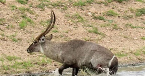 Clip: Linh dương Waterbuck thoát chết ngoạn mục trước hàm răng sắc nhọn của cá sấu