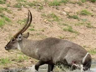 Clip: Linh dương Waterbuck thoát chết ngoạn mục trước hàm răng sắc nhọn của cá sấu
