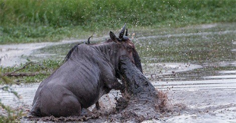 Clip: Quá chủ quan, linh dương đầu bò bị cá sấu xơi tái