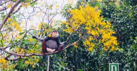 Đà Nẵng đạt danh hiệu Thành phố Xanh Quốc gia của Việt Nam 2018