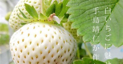 Nhà giàu Việt săn lùng dâu tây trắng giá 200.000 đồng/quả