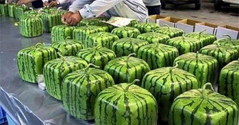 Dưa hấu vuông Nhật Bản giá 4,5 triệu/quả vẫn hút khách Việt