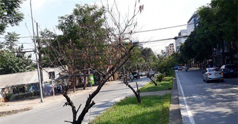 Hà Nội: Hàng loạt gốc đào cổ chết khô trên đường Lạc Long Quân