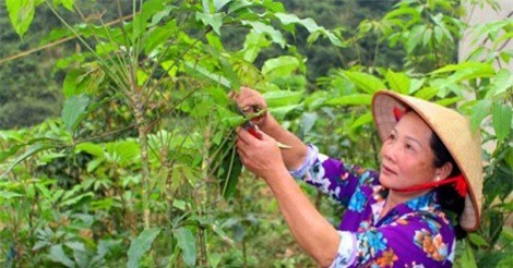 Lá lằng 'giải nhiệt' khan hàng, đội giá gấp 2 lần