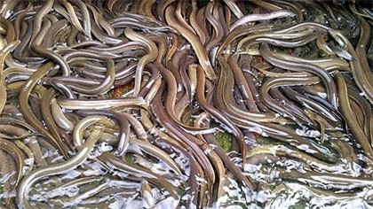 Nuôi 10.000 con lươn bằng giống nhân tạo trong bể không bùn, lãi 50 triệu đồng