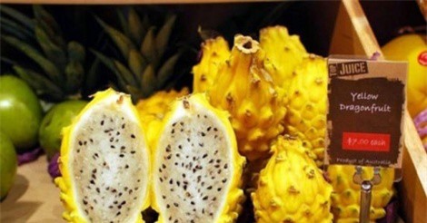 Thanh long vàng giá 700.000 đồng/kg nhưng cung vẫn không đủ cầu