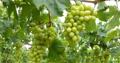 Ninh Thuận: Trồng giống nho khổng lồ, cho thu cả trăm triệu