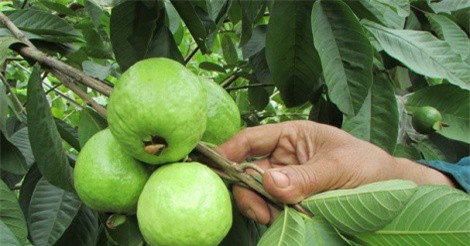 Trồng ổi Đài Loan thu nhập cao ở Con Cuông