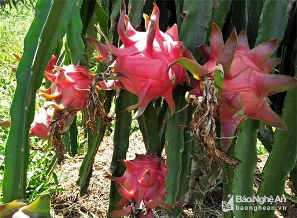 Trồng thanh long ruột đỏ ở xứ nhút thu lãi trên 250 triệu đồng/ha