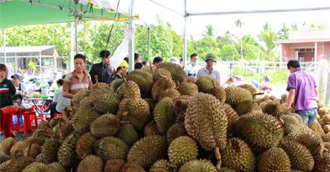 Về xứ dừa ăn sầu riêng trả hạt 19.000 đồng một kg