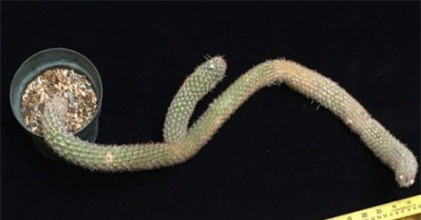 Cây xương rồng bé tí, vặn vẹo giá gần 6 tỷ đồng