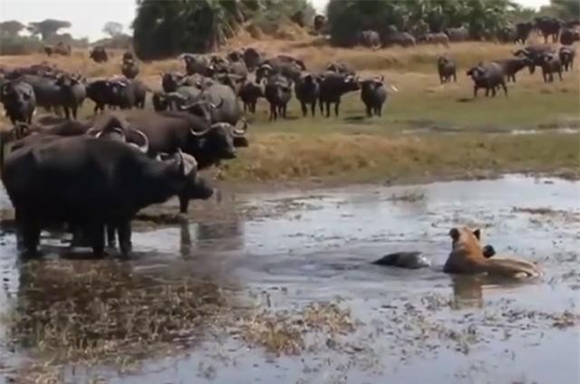 Clip: Trâu rừng bất lực nhìn sư tử xé xác con