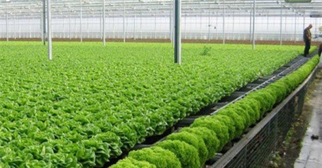 Làm nông nghiệp, không phải cứ ứng dụng công nghệ cao là thành công