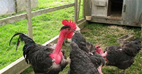 Loài gà có cổ như rắn được giới nhà giàu Việt "săn lùng"