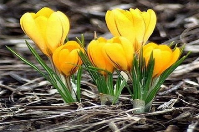 Nghệ tây - cây thuốc 'quý hiếm' tại nhà