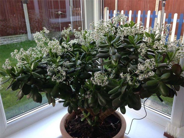 Tự trồng cây phỉ thúy hút tiền tài, may mắn