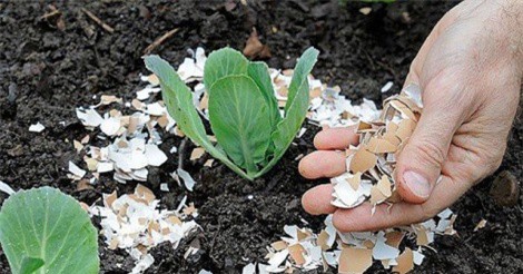 2 cách tận dụng vỏ trứng để cây phát triển tươi tốt