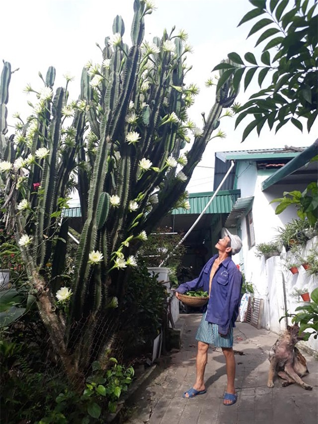 Cây xương rồng 30 năm tuổi khổng lồ, ra hoa trắng muốt ở Quảng Ninh