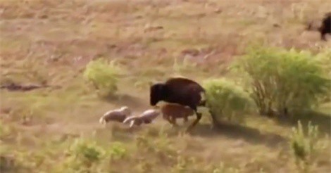 Clip: Bò rừng Bison chiến đấu với chó sói bảo vệ con
