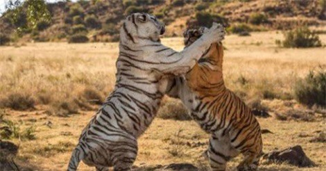 Clip: Mãn nhãn với màn đại chiến sinh tử giữa hai con hổ