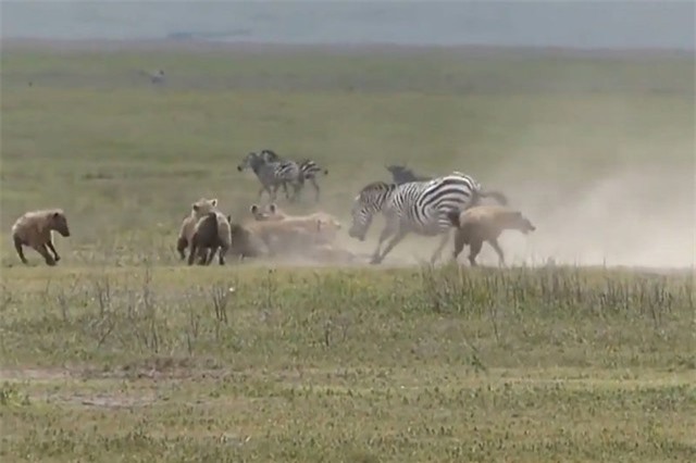 Clip: Quá cơ hội, sư tử no nê sau cuộc chiến giữa ngựa vằn và linh cẩu