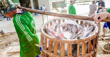 Đại gia thủy sản An Giang lỗ trăm tỷ trong nửa năm