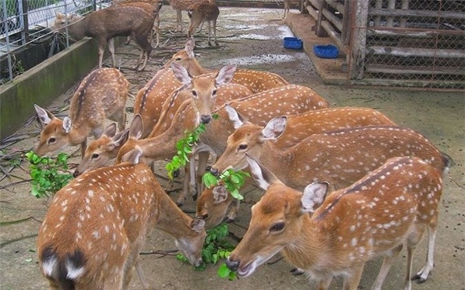 Nuôi hươu lấy nhung thu cả trăm tỷ mỗi năm
