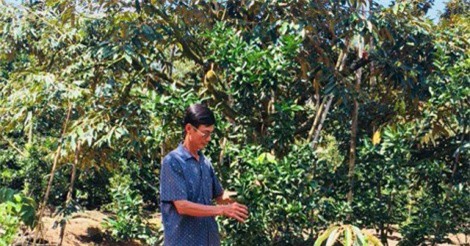 Chán cà phê, cho cam ở với sầu riêng, lời hơn 1 tỷ mỗi năm