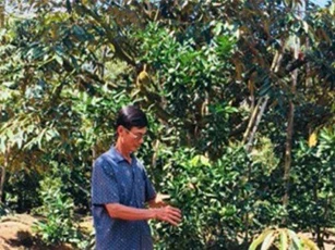 Chán cà phê, cho cam ở với sầu riêng, lời hơn 1 tỷ mỗi năm