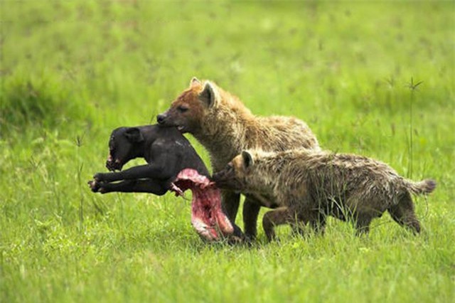 Clip: Dã man cảnh bầy linh cẩu xé xác trâu rừng con