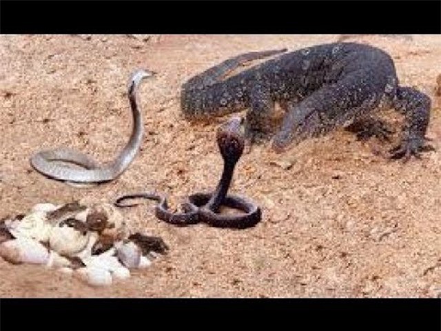 Clip: Đại chiến rắn hổ mang đối đầu kỳ đà
