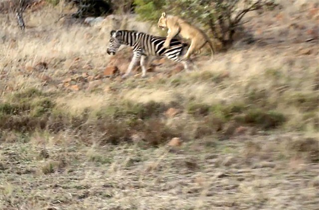 Clip: Mất cảnh giác, ngựa vằn bị sư tử đoạt mạng trong chớp mắt