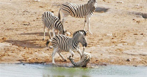 Clip: Ngựa vằn đực nổi điên đòi giết con, ngựa vằn cái tấn công quyết liệt