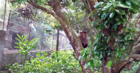 Khỉ đực sổng chuồng tấn công nhiều người dân