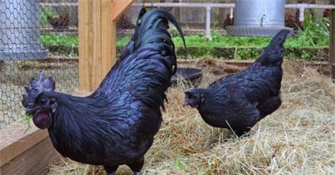 Trứng gà đen giá 1 triệu đồng/quả vẫn được đại gia Việt lùng mua