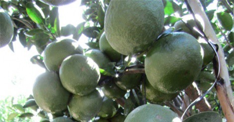 Vườn cam sành tiền tỷ trái sai "phát hờn" của anh thợ cơ khí