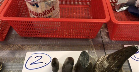 12 khúc sừng tê giác trị giá 8 tỷ ngụy trang trong hộp sữa bột