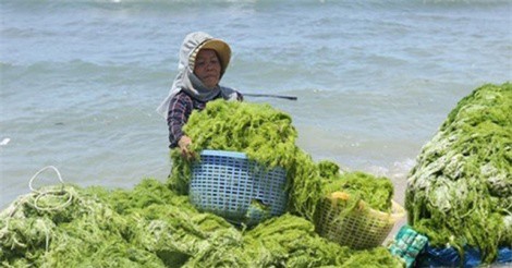 Đi vớt rong biển mỗi ngày người dân bỏ túi 300.000 đồng