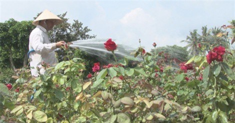 Vườn hoa hồng tiền tỷ của lão nông Đồng Tháp