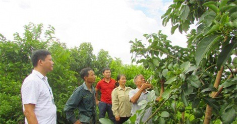 Nhiều nơi lo "vỡ trận", Nghệ An lại phấn đấu trồng 1.025ha bơ