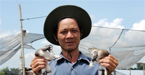 Nuôi ếch, làm chà bông ếch xuất khẩu thành tỷ phú ở Đồng Tháp Mười