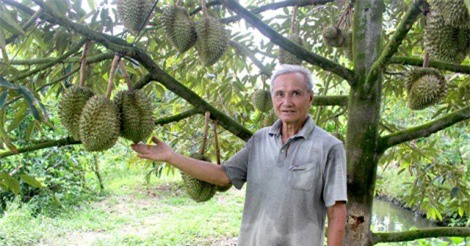 U70 mỗi năm thu 750 triệu nhờ cho sầu riêng ra trái nghịch vụ