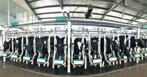 Vinamilk tiên phong sản xuất sữa A2 tại Việt Nam