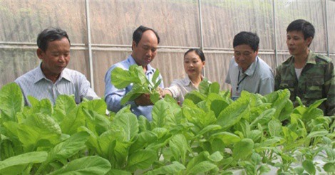 Vợ chồng trẻ bỏ phố về làng trồng rau thủy canh đầu tiên ở Phổ Yên
