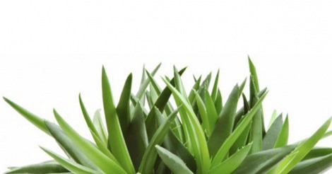 3 loại cây dễ trồng giúp làm sạch không khí trong nhà