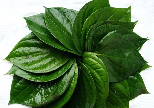 Bài thuốc hay trị bệnh nấm chân từ lá trầu