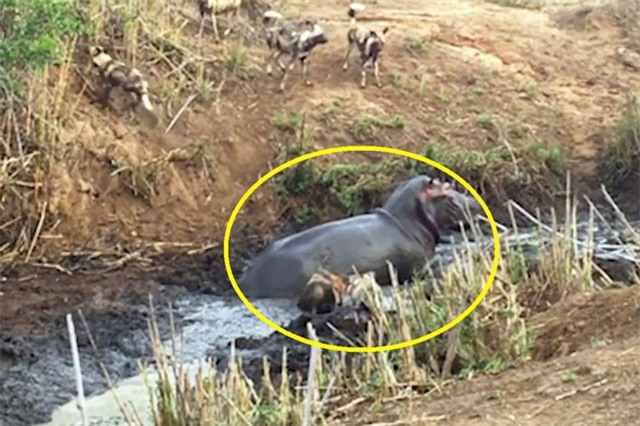 Clip: Hà mã cứu linh dương Antelope thoát khỏi nanh vuốt bầy chó hoang